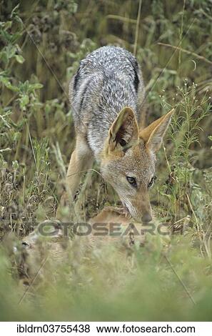"Black-backed Jackal (Canis mesomelas) feeding on prey, North-West District, Botswana, Africa" View Large Photo Image Stock Photo - "Black-backed Jackal (Canis mesomelas) feeding on prey, North-West District, Botswana, Africa". Fotosearch