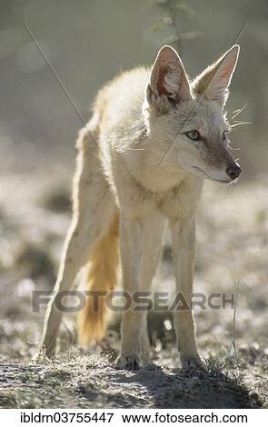 "Black-backed Jackal (Canis mesomelas) with pigmentary abnormality of the fur, Kgalagadi Transfrontier Park, Nossob, South Africa, Africa" View Large Photo Image Stock Photo - "Black-backed Jackal (Canis mesomelas) with pigmentary abnormality of the fur, Kgalagadi Transfrontier Park, Nossob, South Africa, Africa". Fotosearch