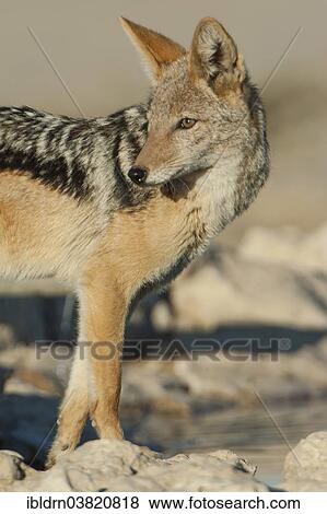 "Black-backed jackal (Canis mesomelas), Kgalagadi Transfrontier Park, Northern Cape, South Africa, Africa" View Large Photo Image Stock Photo - "Black-backed jackal (Canis mesomelas), Kgalagadi Transfrontier Park, Northern Cape, South Africa, Africa". Fotosearch