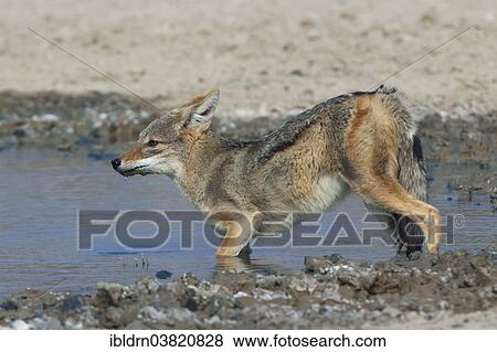 "Black-backed jackal (Canis mesomelas) drinking at a waterhole, Kgalagadi Transfrontier Park, Northern Cape, South Africa, Africa" View Large Photo Image Stock Photo - "Black-backed jackal (Canis mesomelas) drinking at a waterhole, Kgalagadi Transfrontier Park, Northern Cape, South Africa, Africa". Fotosearch