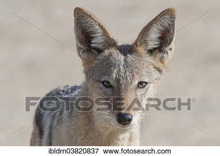 Stock Photo - "Black-backed jackal (Canis mesomelas), Kgalagadi Transfrontier Park, Northern Cape, South Africa, Africa". Fotosearch
