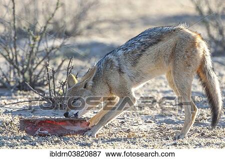 "Black-backed jackal (Canis mesomelas) feeding on the remains of an antelope carcass, Kgalagadi Transfrontier Park, Northern Cape, South Africa, Africa" View Large Photo Image Stock Photo - "Black-backed jackal (Canis mesomelas) feeding on the remains of an antelope carcass, Kgalagadi Transfrontier Park, Northern Cape, South Africa, Africa". Fotosearch