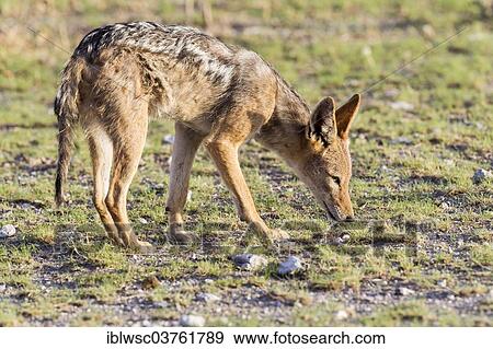 "Black-backed Jackal (Canis mesomelas), foraging, Halali, Kunene Region, Namibia, Africa" View Large Photo Image Stock Photo - "Black-backed Jackal (Canis mesomelas), foraging, Halali, Kunene Region, Namibia, Africa". Fotosearch