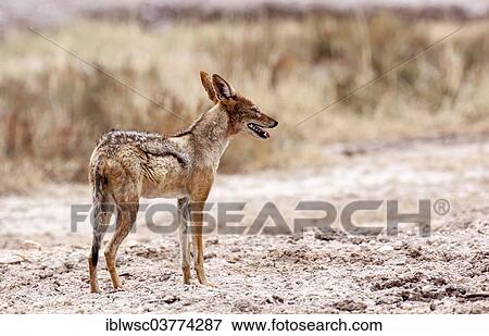 Stock Photo - "Black-backed Jackal (Canis mesomelas), Namutoni, Etosha National Park, Namibia, Africa". Fotosearch