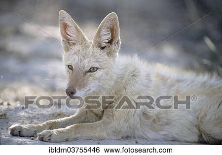 "Black-backed Jackal (Canis mesomelas) with pigmentary abnormality of the fur, Kgalagadi Transfrontier Park, Nossob, South Africa, Africa" View Large Photo Image Stock Photograph - "Black-backed Jackal (Canis mesomelas) with pigmentary abnormality of the fur, Kgalagadi Transfrontier Park, Nossob, South Africa, Africa". Fotosearch