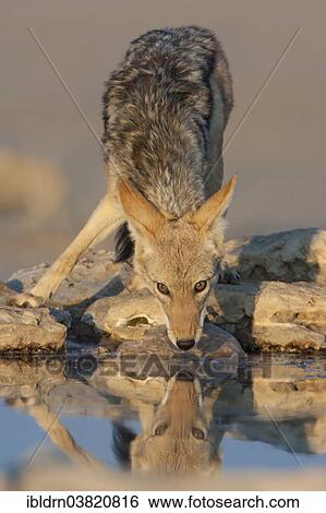 "Black-backed jackal (Canis mesomelas) drinking at a waterhole, Kgalagadi Transfrontier Park, Northern Cape, South Africa, Africa" View Large Photo Image Stock Photograph - "Black-backed jackal (Canis mesomelas) drinking at a waterhole, Kgalagadi Transfrontier Park, Northern Cape, South Africa, Africa". Fotosearch