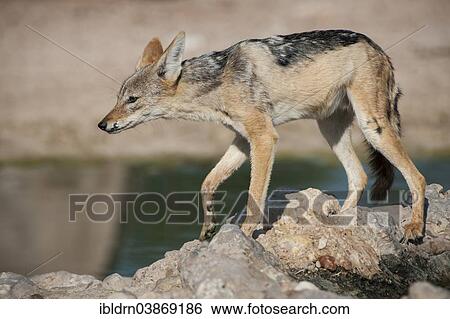 "Black-backed Jackal (Canis mesomelas) at a waterhole, Kgalagadi Transfrontier Park, Northern Cape, South Africa, Africa" View Large Photo Image Stock Photograph - "Black-backed Jackal (Canis mesomelas) at a waterhole, Kgalagadi Transfrontier Park, Northern Cape, South Africa, Africa". Fotosearch