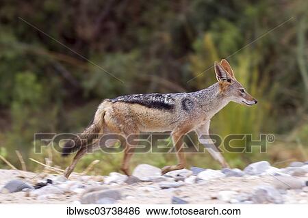 "Black-backed Jackal (Canis mesomelas), Damaraland, Kunene Region, Namibia, Africa" View Large Photo Image Stock Photograph - "Black-backed Jackal (Canis mesomelas), Damaraland, Kunene Region, Namibia, Africa". Fotosearch