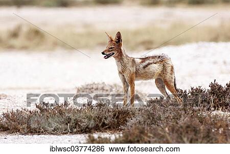 Stock Photograph - "Black-backed Jackal (Canis mesomelas), Namutoni, Etosha National Park, Namibia, Africa". Fotosearch