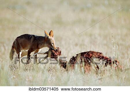 "Black-backed Jackal (Canis mesomelas) feeding on prey, MataMata-Camp, Northern Cape, Botswana, Africa" View Large Photo Image Stock Photography - "Black-backed Jackal (Canis mesomelas) feeding on prey, MataMata-Camp, Northern Cape, Botswana, Africa". Fotosearch