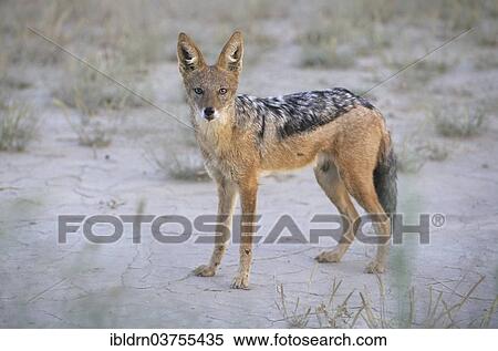 Stock Photography - Black-backed Jackal (Canis mesomelas). Fotosearch
