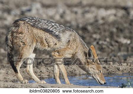 "Black-backed jackal (Canis mesomelas) drinking at a waterhole, Kgalagadi Transfrontier Park, Northern Cape, South Africa, Africa" View Large Photo Image Stock Photography - "Black-backed jackal (Canis mesomelas) drinking at a waterhole, Kgalagadi Transfrontier Park, Northern Cape, South Africa, Africa". Fotosearch