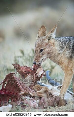 "Black-backed jackal (Canis mesomelas) feeding on the carcass of a springbok (Antidorcas marsupialis), Kgalagadi Transfrontier Park, Northern Cape, South Africa, Africa" View Large Photo Image Stock Photography - "Black-backed jackal (Canis mesomelas) feeding on the carcass of a springbok (Antidorcas marsupialis), Kgalagadi Transfrontier Park, Northern Cape, South Africa, Africa". Fotosearch