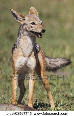 "Black-backed Jackal (Canis mesomelas), Massai Mara, Serengeti, Rift Valley province, Kenya, Africa" View Large Photo Image Stock Photography - "Black-backed Jackal (Canis mesomelas), Massai Mara, Serengeti, Rift Valley province, Kenya, Africa". Fotosearch