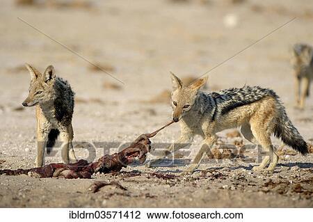 "Black-backed Jackals (Canis mesomelas) feeding on prey, Nxai Pan National Park, Botswana, Africa" View Large Photo Image Stock Image - "Black-backed Jackals (Canis mesomelas) feeding on prey, Nxai Pan National Park, Botswana, Africa". Fotosearch