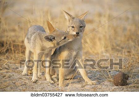 "Black-backed Jackals (Canis mesomelas), North-West District, Botswana, Africa" View Large Photo Image Stock Photo - "Black-backed Jackals (Canis mesomelas), North-West District, Botswana, Africa". Fotosearch
