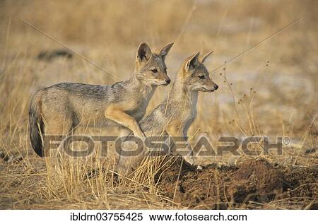 "Black-backed Jackals (Canis mesomelas), North-West District, Botswana, Africa" View Large Photo Image Stock Photography - "Black-backed Jackals (Canis mesomelas), North-West District, Botswana, Africa". Fotosearch