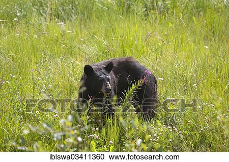 "Black bear (Ursus americanus), feeding, Kluane National Park, Yukon Territory, Canada, North America" View Large Photo Image Stock Image - "Black bear (Ursus americanus), feeding, Kluane National Park, Yukon Territory, Canada, North America". Fotosearch
