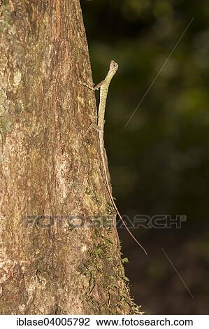 Stock Image - "black-bearded Gliding Lizard (Draco melanopogon), Kinabatangan, Sabah, Malaysia, Borneo, Asia". Fotosearch