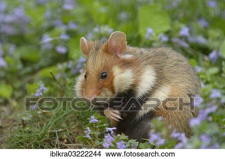 Picture - "Black-bellied Hamster or Common Hamster (Cricetus cricetus), Vienna, Vienna State, Austria, Europe". Fotosearch