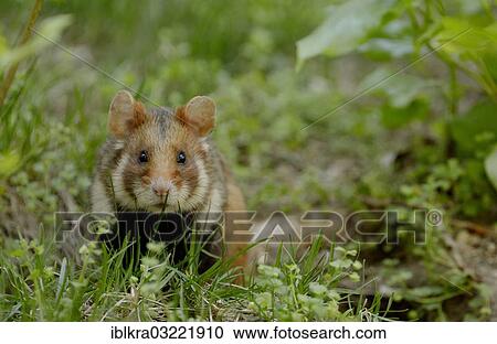 Stock Image - "Black-bellied Hamster or Common Hamster (Cricetus cricetus), Vienna, Vienna State, Austria, Europe". Fotosearch