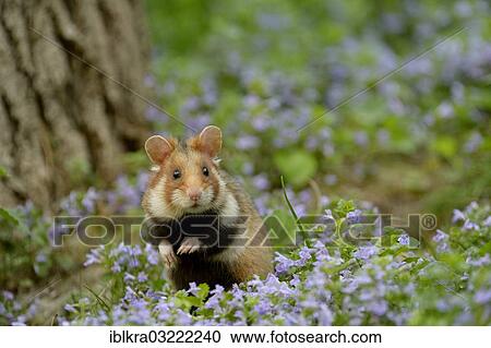 Stock Image - "Black-bellied Hamster or Common Hamster (Cricetus cricetus), Vienna, Vienna State, Austria, Europe". Fotosearch