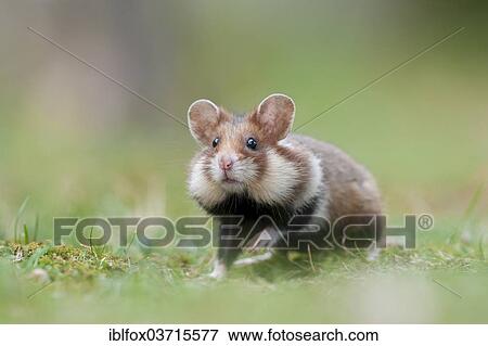 Stock Photo - "Black-bellied Hamster or Common Hamster (Cricetus cricetus), pup, Simmering, Vienna, Vienna State, Austria, Europe". Fotosearch