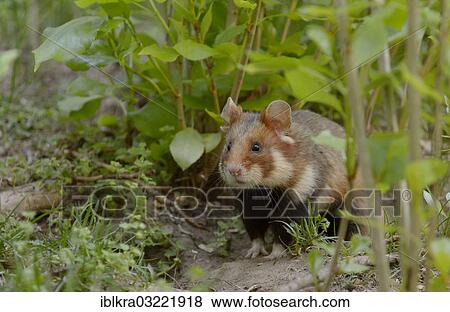 Stock Photo - "Black-bellied Hamster or Common Hamster (Cricetus cricetus), Vienna, Vienna State, Austria, Europe". Fotosearch
