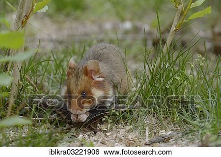 Stock Photograph - "Black-bellied Hamster or Common Hamster (Cricetus cricetus), Vienna, Vienna State, Austria, Europe". Fotosearch