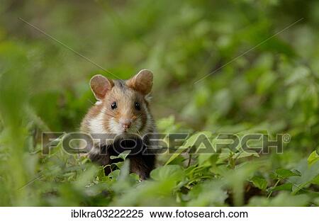 Stock Photography - "Black-bellied Hamster or Common Hamster (Cricetus cricetus), Vienna, Vienna State, Austria, Europe". Fotosearch