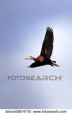 "Black-bellied Whistling Duck (Dendrocygna autumnalis), flying, adult, Wakodahatchee Wetlands, Delray Beach, Florida, United States, North America" View Large Photo Image Stock Image - "Black-bellied Whistling Duck (Dendrocygna autumnalis), flying, adult, Wakodahatchee Wetlands, Delray Beach, Florida, United States, North America". Fotosearch