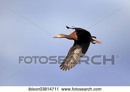 "Black-bellied Whistling Duck (Dendrocygna autumnalis), flying, adult, Wakodahatchee Wetlands, Delray Beach, Florida, United States, North America" View Large Photo Image Stock Image - "Black-bellied Whistling Duck (Dendrocygna autumnalis), flying, adult, Wakodahatchee Wetlands, Delray Beach, Florida, United States, North America". Fotosearch