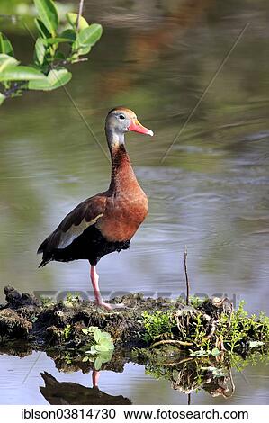 "Black-bellied Whistling Duck (Dendrocygna autumnalis), adult, Wakodahatchee Wetlands, Delray Beach, Florida, United States, North America" View Large Photo Image Stock Image - "Black-bellied Whistling Duck (Dendrocygna autumnalis), adult, Wakodahatchee Wetlands, Delray Beach, Florida, United States, North America". Fotosearch