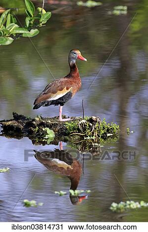 "Black-bellied Whistling Duck (Dendrocygna autumnalis), adult, Wakodahatchee Wetlands, Delray Beach, Florida, United States, North America" View Large Photo Image Stock Image - "Black-bellied Whistling Duck (Dendrocygna autumnalis), adult, Wakodahatchee Wetlands, Delray Beach, Florida, United States, North America". Fotosearch