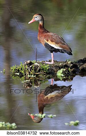 "Black-bellied Whistling Duck (Dendrocygna autumnalis), adult, Wakodahatchee Wetlands, Delray Beach, Florida, United States, North America" View Large Photo Image Stock Image - "Black-bellied Whistling Duck (Dendrocygna autumnalis), adult, Wakodahatchee Wetlands, Delray Beach, Florida, United States, North America". Fotosearch