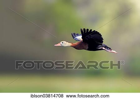 "Black-bellied Whistling Duck (Dendrocygna autumnalis), flying, adult, Wakodahatchee Wetlands, Delray Beach, Florida, United States, North America" View Large Photo Image Stock Photo - "Black-bellied Whistling Duck (Dendrocygna autumnalis), flying, adult, Wakodahatchee Wetlands, Delray Beach, Florida, United States, North America". Fotosearch