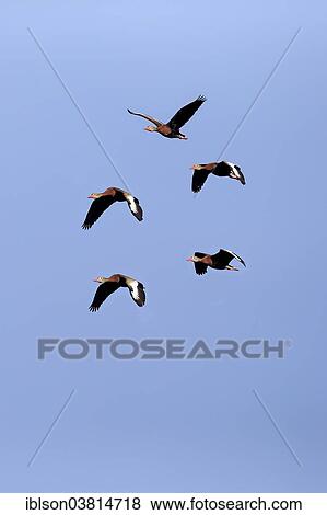 "Black-bellied Whistling Duck (Dendrocygna autumnalis), flying, adult, flock, Wakodahatchee Wetlands, Delray Beach, Florida, United States, North America" View Large Photo Image Stock Photo - "Black-bellied Whistling Duck (Dendrocygna autumnalis), flying, adult, flock, Wakodahatchee Wetlands, Delray Beach, Florida, United States, North America". Fotosearch