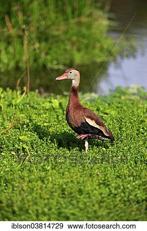 "Black-bellied Whistling Duck (Dendrocygna autumnalis), adult, Wakodahatchee Wetlands, Delray Beach, Florida, United States, North America" View Large Photo Image Stock Photo - "Black-bellied Whistling Duck (Dendrocygna autumnalis), adult, Wakodahatchee Wetlands, Delray Beach, Florida, United States, North America". Fotosearch