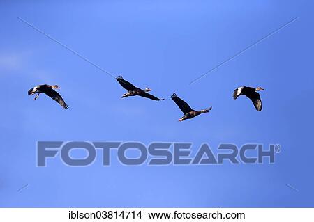 "Black-bellied Whistling Ducks (Dendrocygna autumnalis), flying, adult, Wakodahatchee Wetlands, Delray Beach, Florida, United States, North America" View Large Photo Image Picture - "Black-bellied Whistling Ducks (Dendrocygna autumnalis), flying, adult, Wakodahatchee Wetlands, Delray Beach, Florida, United States, North America". Fotosearch