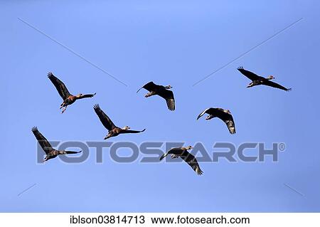"Black-bellied Whistling Ducks (Dendrocygna autumnalis), flying, adult, flock, Wakodahatchee Wetlands, Delray Beach, Florida, United States, North America" View Large Photo Image Stock Image - "Black-bellied Whistling Ducks (Dendrocygna autumnalis), flying, adult, flock, Wakodahatchee Wetlands, Delray Beach, Florida, United States, North America". Fotosearch
