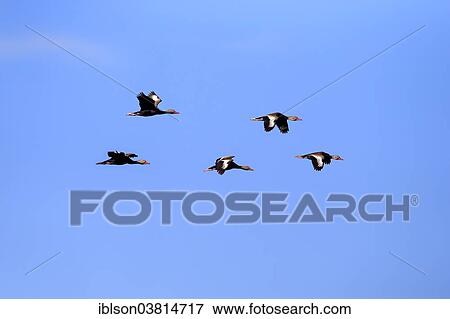 "Black-bellied Whistling Ducks (Dendrocygna autumnalis), flying, adult, flock, Wakodahatchee Wetlands, Delray Beach, Florida, United States, North America" View Large Photo Image Stock Photo - "Black-bellied Whistling Ducks (Dendrocygna autumnalis), flying, adult, flock, Wakodahatchee Wetlands, Delray Beach, Florida, United States, North America". Fotosearch
