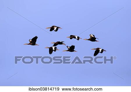 "Black-bellied Whistling Ducks (Dendrocygna autumnalis), flying, adult, flock, Wakodahatchee Wetlands, Delray Beach, Florida, United States, North America" View Large Photo Image Stock Photo - "Black-bellied Whistling Ducks (Dendrocygna autumnalis), flying, adult, flock, Wakodahatchee Wetlands, Delray Beach, Florida, United States, North America". Fotosearch