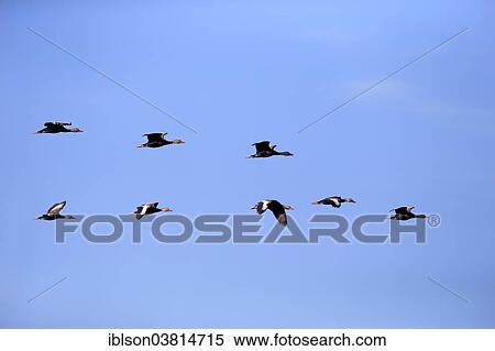 "Black-bellied Whistling Ducks (Dendrocygna autumnalis), flying, adult, flock, Wakodahatchee Wetlands, Delray Beach, Florida, United States, North America" View Large Photo Image Stock Photography - "Black-bellied Whistling Ducks (Dendrocygna autumnalis), flying, adult, flock, Wakodahatchee Wetlands, Delray Beach, Florida, United States, North America". Fotosearch