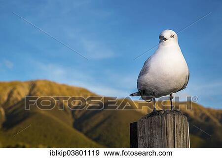 "Black-billed Gull (Chroicocephalus bulleri), Tasman district, South Island, New Zealand, Oceania" View Large Photo Image Stock Photo - "Black-billed Gull (Chroicocephalus bulleri), Tasman district, South Island, New Zealand, Oceania". Fotosearch