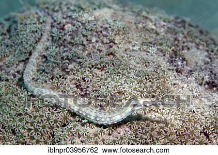 "Black-breasted pipefish (Corythoichthys nigripectus), Makadi Bay, Red Sea, Hurghada, Egypt, Africa" View Large Photo Image Stock Image - "Black-breasted pipefish (Corythoichthys nigripectus), Makadi Bay, Red Sea, Hurghada, Egypt, Africa". Fotosearch
