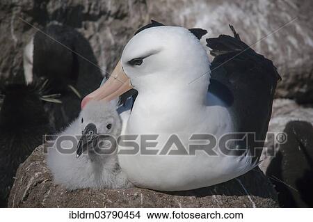 "Black-browed Albatross or Black-browed Mollymawk (Thalassarche melanophris), adult with a chick in a nest, West Point Island, Falkland Islands, United Kingdom, South America" View Large Photo Image Picture - "Black-browed Albatross or Black-browed Mollymawk (Thalassarche melanophris), adult with a chick in a nest, West Point Island, Falkland Islands, United Kingdom, South America". Fotosearch