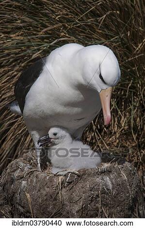 "Black-browed Albatross or Black-browed Mollymawk (Thalassarche melanophris) with a chick in a tower nest, West Point Island, Falkland Islands, United Kingdom, South America" View Large Photo Image Stock Image - "Black-browed Albatross or Black-browed Mollymawk (Thalassarche melanophris) with a chick in a tower nest, West Point Island, Falkland Islands, United Kingdom, South America". Fotosearch