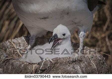 "Black-browed Albatross or Black-browed Mollymawk (Thalassarche melanophris), chick, West Point Island, Falkland Islands, United Kingdom, South America" View Large Photo Image Stock Image - "Black-browed Albatross or Black-browed Mollymawk (Thalassarche melanophris), chick, West Point Island, Falkland Islands, United Kingdom, South America". Fotosearch