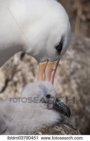 "Black-browed Albatross or Black-browed Mollymawk (Thalassarche melanophris), adult with a chick in a nest, West Point Island, Falkland Islands, United Kingdom, South America" View Large Photo Image Stock Image - "Black-browed Albatross or Black-browed Mollymawk (Thalassarche melanophris), adult with a chick in a nest, West Point Island, Falkland Islands, United Kingdom, South America". Fotosearch