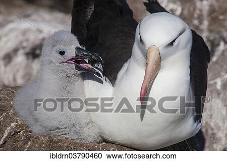 "Black-browed Albatross or Black-browed Mollymawk (Thalassarche melanophris), adult with a chick in a nest, West Point Island, Falkland Islands, United Kingdom, South America" View Large Photo Image Stock Image - "Black-browed Albatross or Black-browed Mollymawk (Thalassarche melanophris), adult with a chick in a nest, West Point Island, Falkland Islands, United Kingdom, South America". Fotosearch